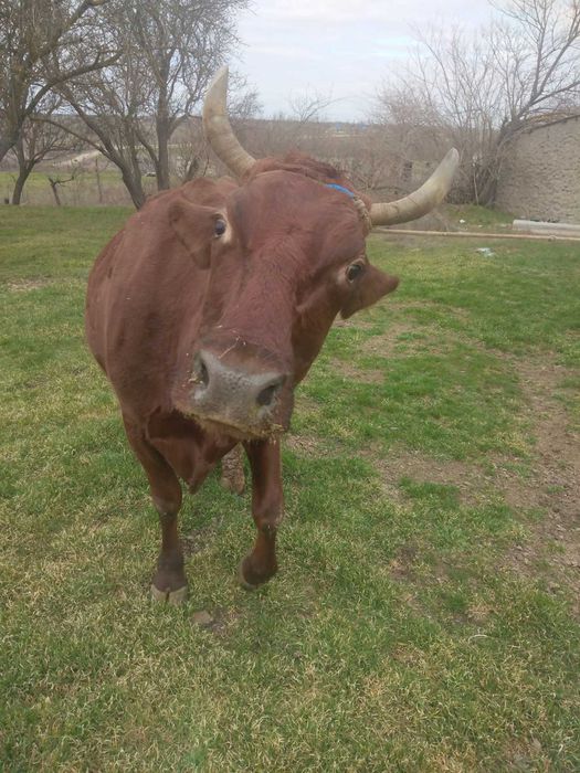 Продам хорошу корову