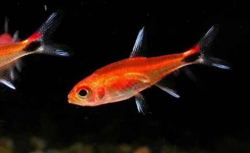 Tetra Rubinowa - 4 sztuki