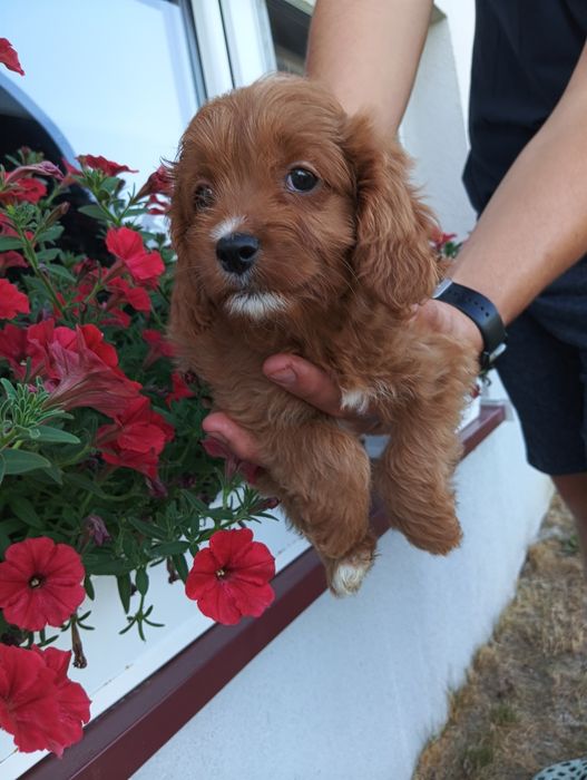 Cavapoo - suczka