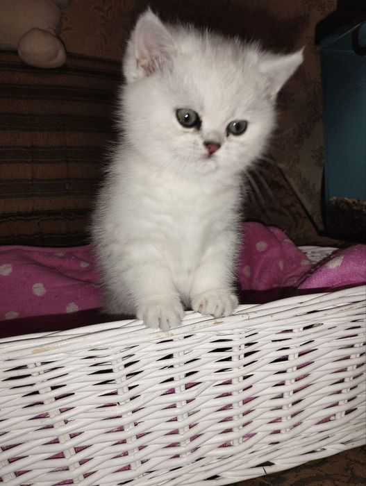 Продаються кошенята