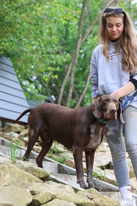 Do adopcji samiec w typie wyżła