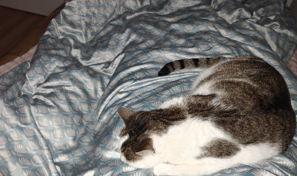 Oddam kotkę za darmo