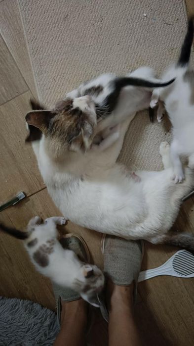 Gatinhos para doação