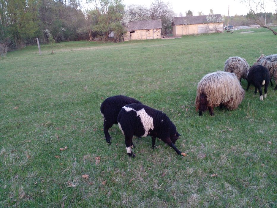 Продам вівці (молодняк, баранчики) проди дорпер,