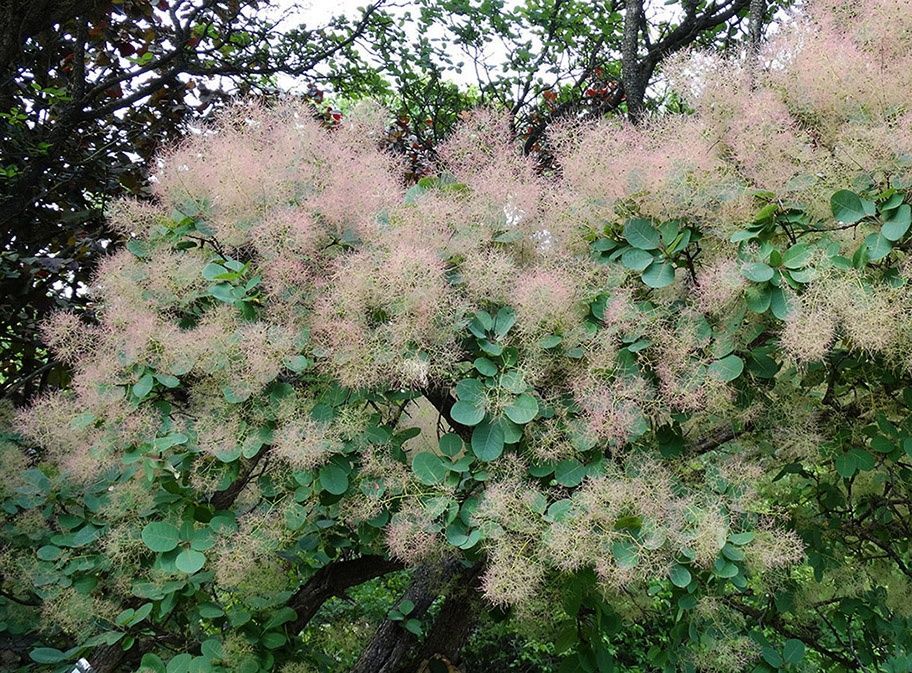 Садовые цветы...