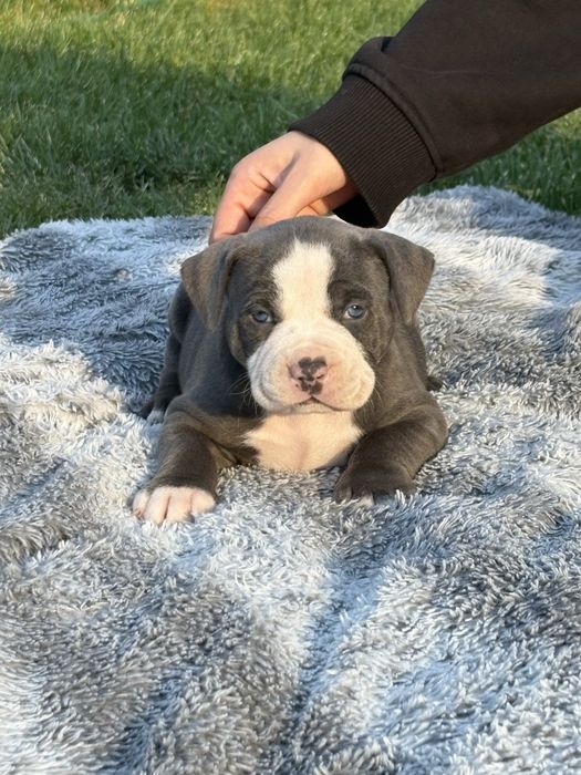 Genialne szczeniaki Amstaff z rodowodem.