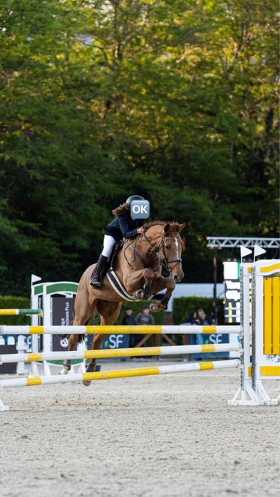 Cavalo Sela Francesa