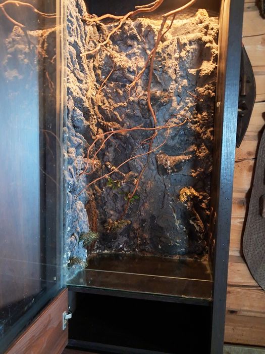 Terrarium dla kanekeona