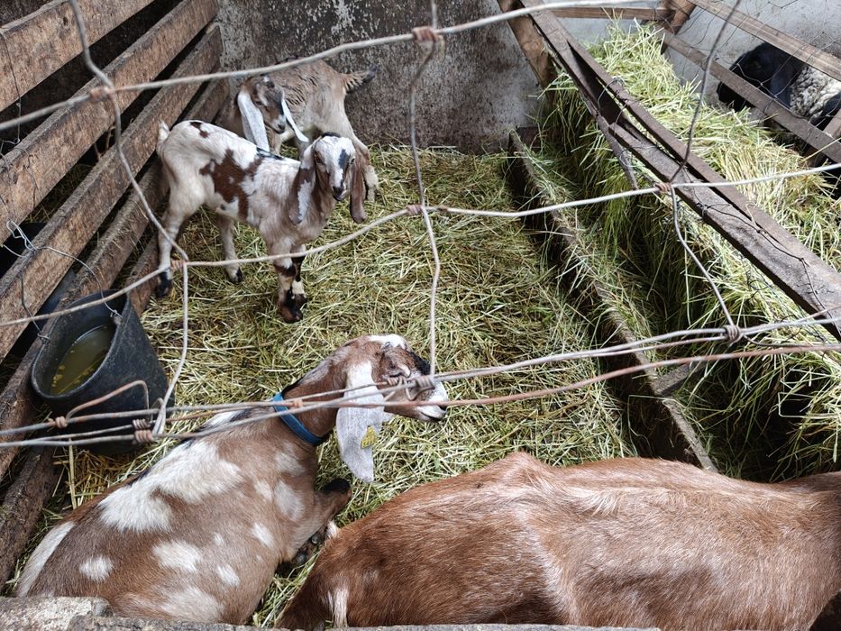 Venda Cabras Anglo Nubliano