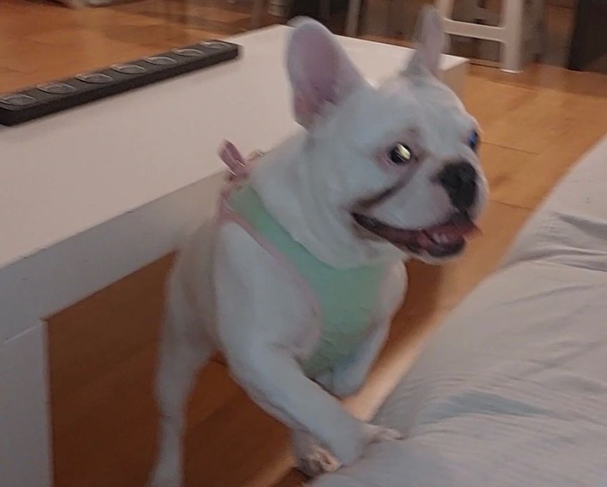 Bulldog fêmea para adoção