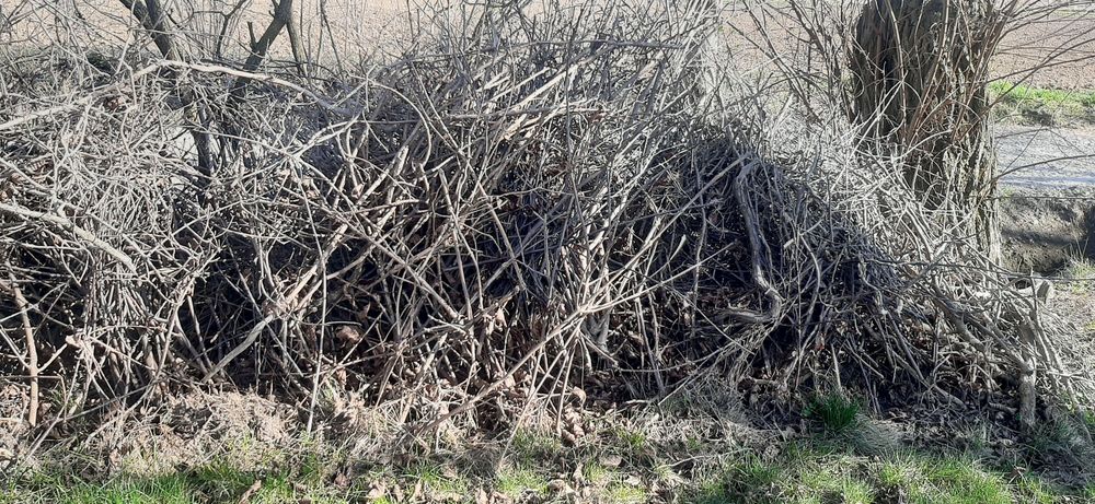 Oddam gałęzie z obcinki