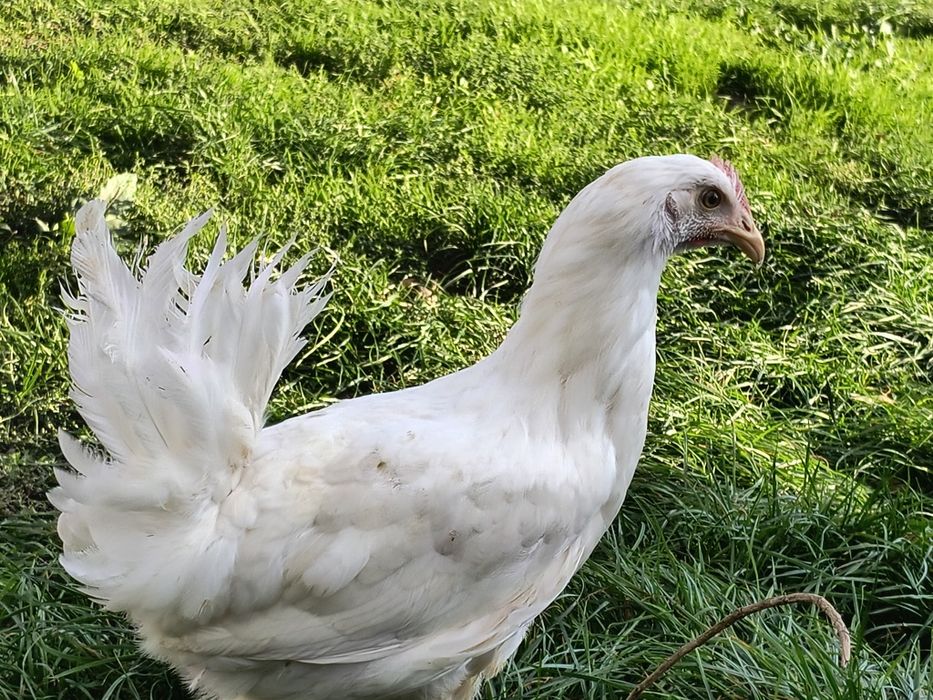 Kury nioski młode kokoszki Rossa dominant leghorn zielononóżki