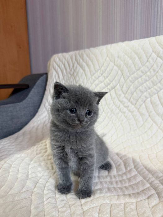 Британські весловухі кошенята