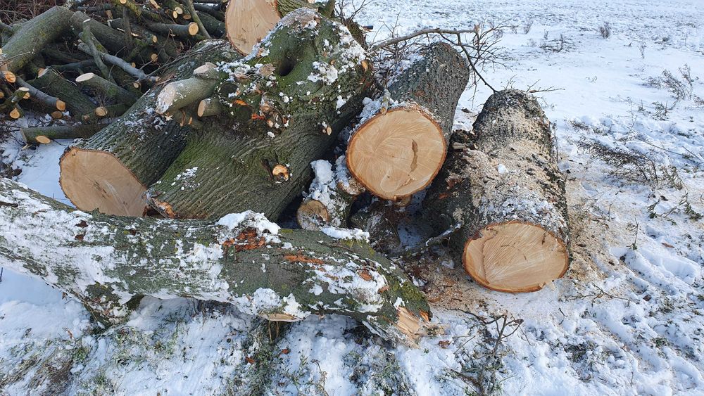 Drewno, gałęzie, kłody lipowe, opał, całość