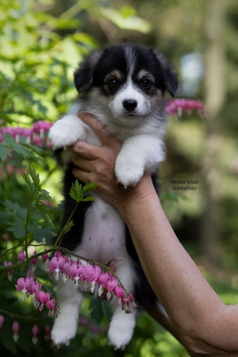 Welsh Corgi Pembroke suczka