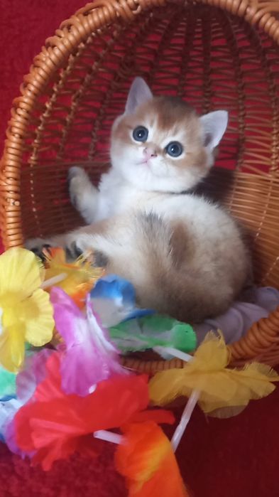 золота шиншила котики