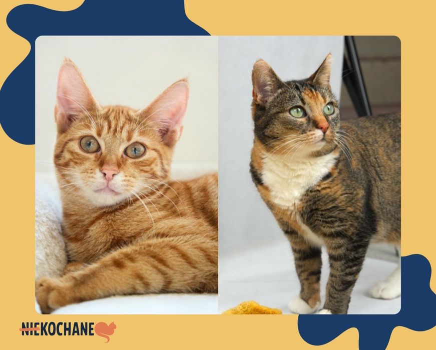 Ziemniak na nóżkach (Mucha) i rudy odkurzacz (Karmela)