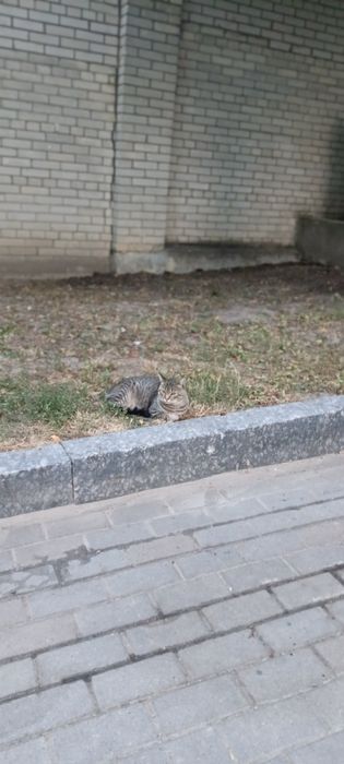 Котикі Почаїв безкоштовнл