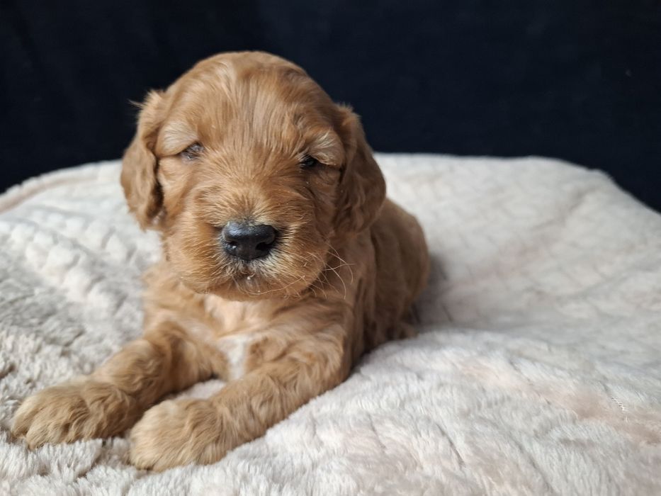 cocapoo mama cocker spaniel