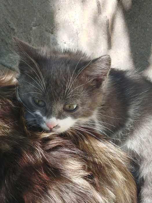 Отдаём.    даром