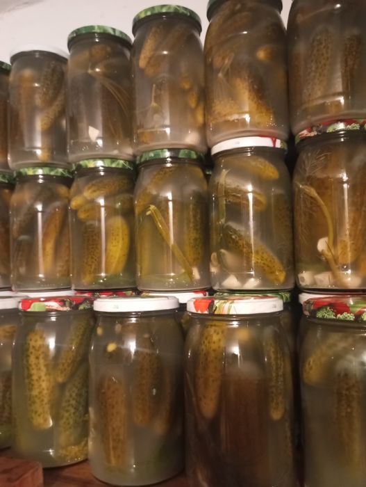 Kiszone Ogórki, sezon 2025