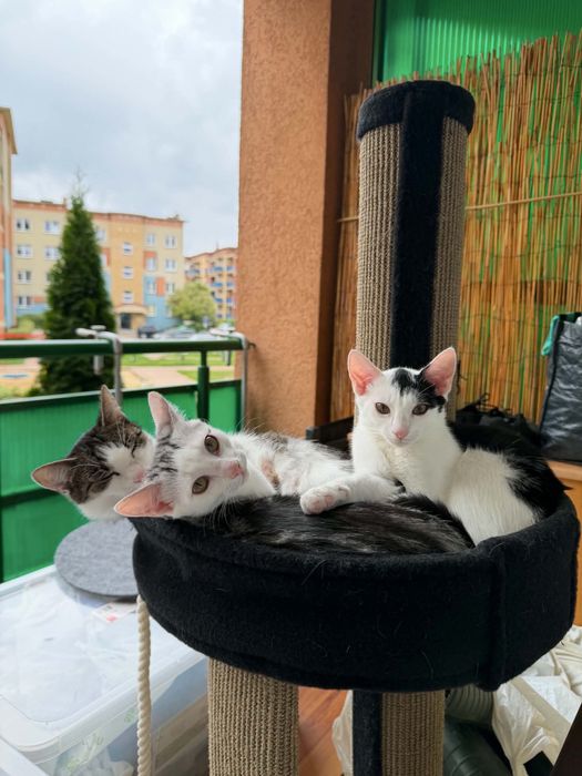 Kotki do oddania za darmo