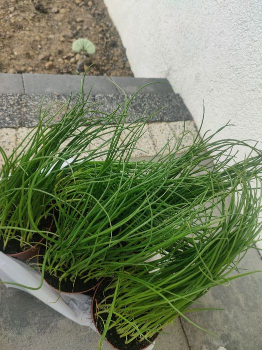 Pięć sadzonek cebula siedmiolatka