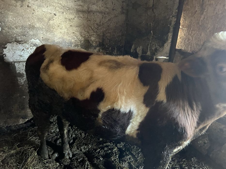 Продаю бичка живою вагою