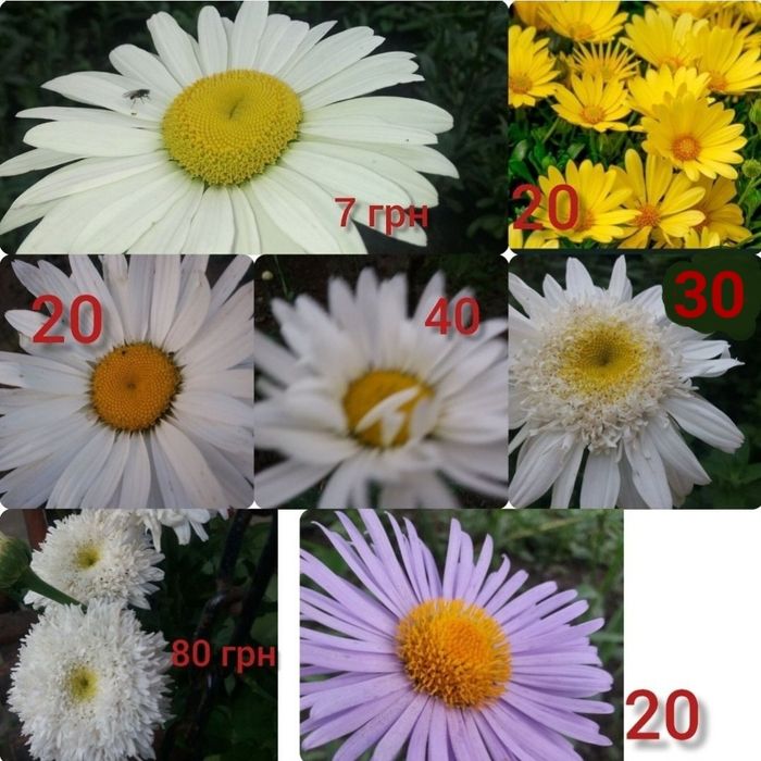 Різні сорти ромашки