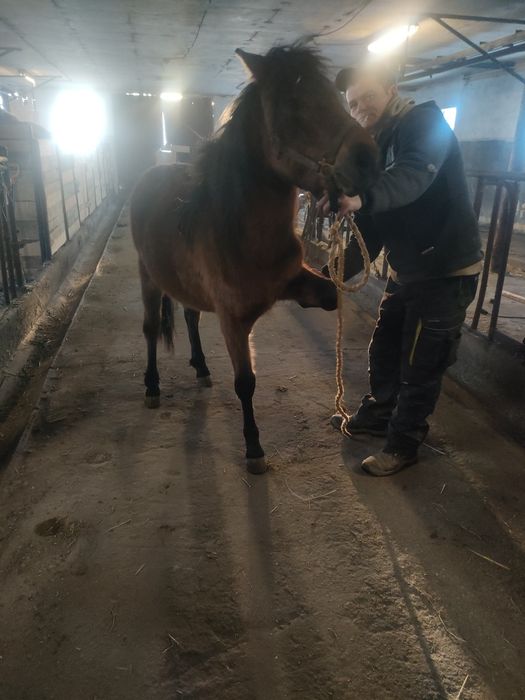 Klacz huculska hucuł