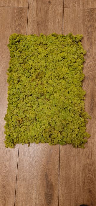 Panel ozdobny 40x60 mech chrobotek 11x