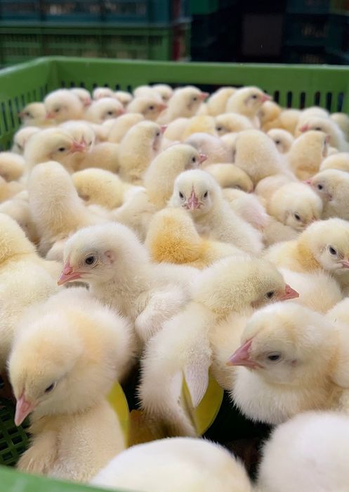 Бройлер, Геркулес