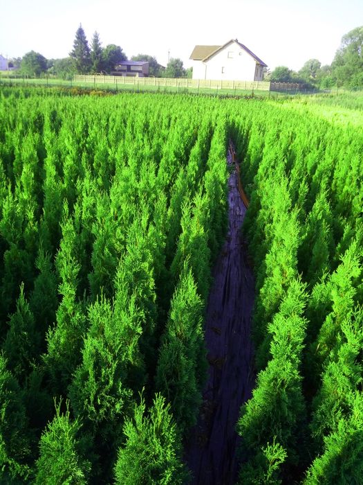 Wysoka tuja szmaragd od producenta 150 cm