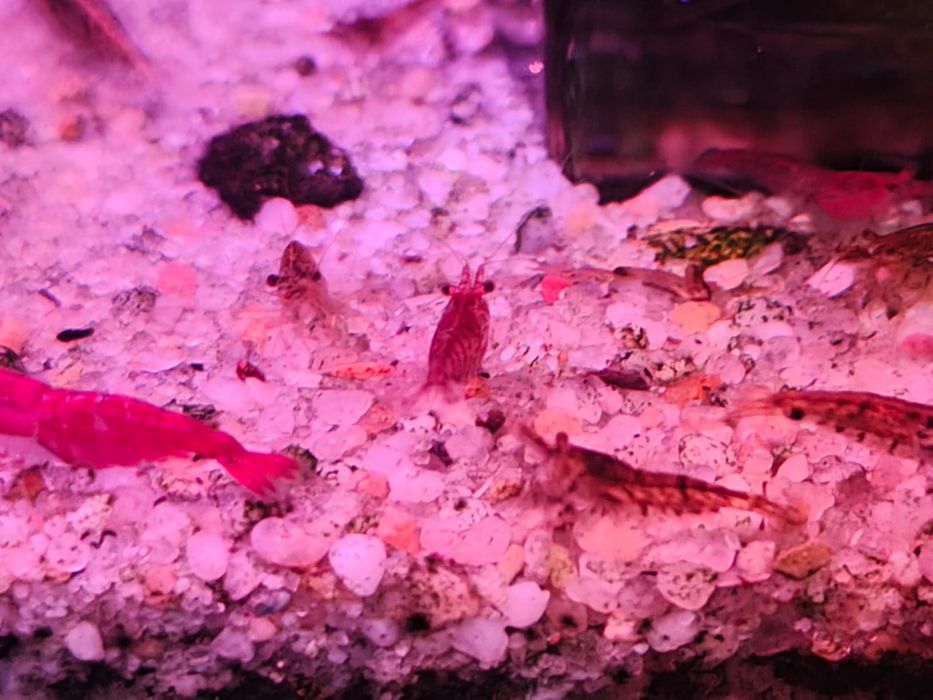 Krewetki mix mieszańce