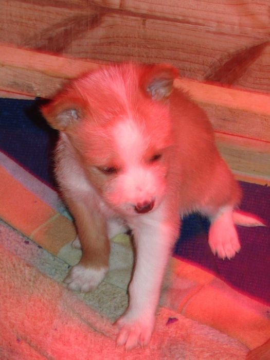 Podengo Português Médio Cerdoso LOP/Pedigree/Afixo.