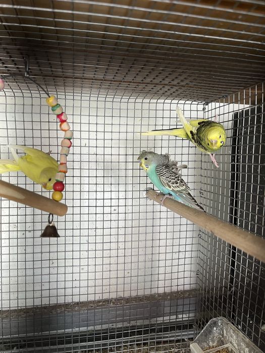 Periquito Australianos