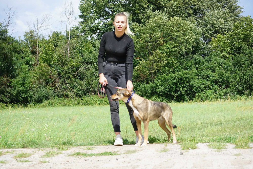 Dżena - świetna, młoda sunia szuka domu