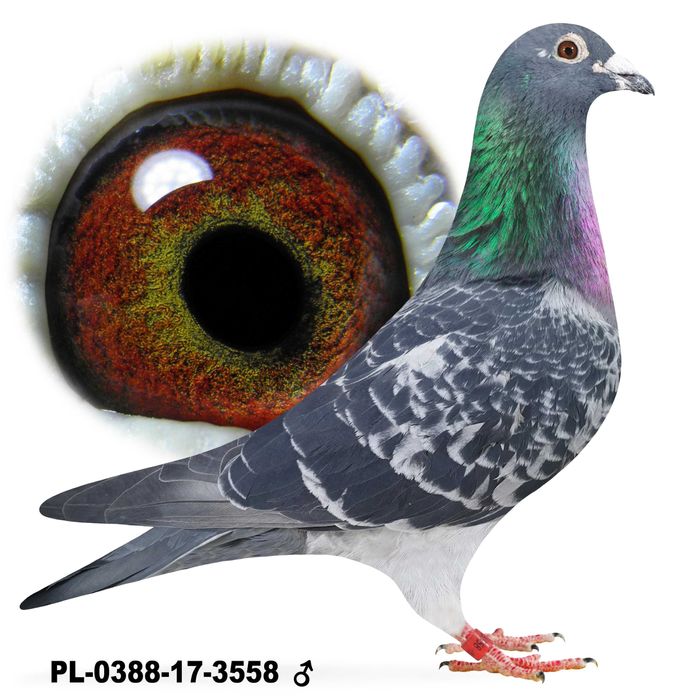 Młode para 120 Oryg. P. Mędrysa lotnikach gołąb gołębie pocztowe