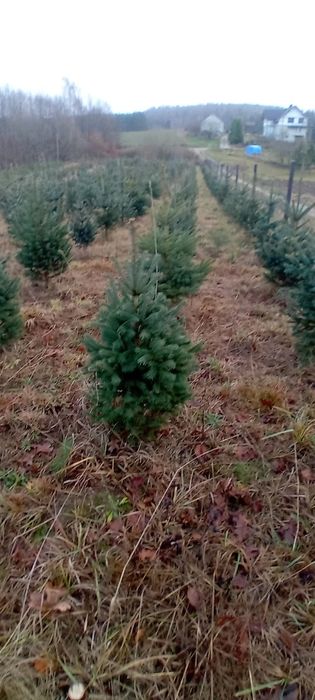 Piękne choinki  świerk,Jodła,na działkę lub na Boże Narodzenie.