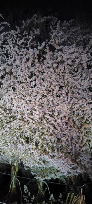 Zatrwian tatarski tegoroczny cena okazyjna