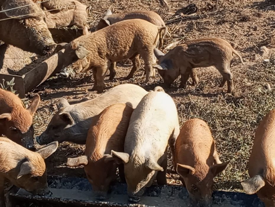 продам мангалици чи стокровную кого цикавить звонить домовимось