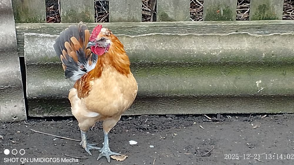 Молодий блондин півник