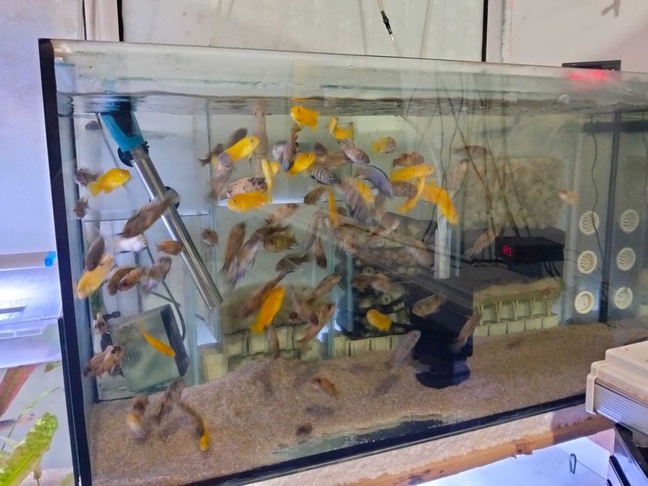 Ciclínios africanos