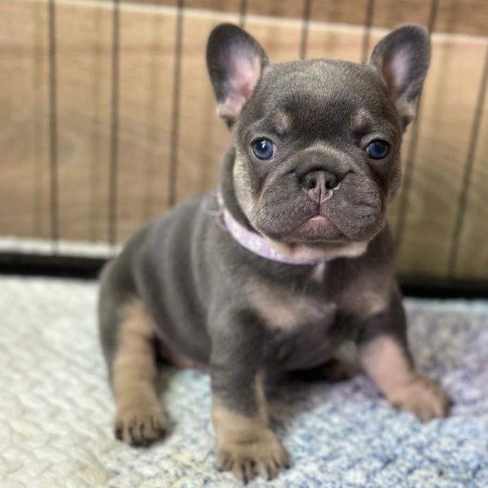 Чудова красуня .блакитного кольору