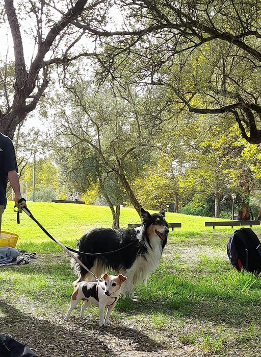 Limpeza  Lisboa   pequeno pátio 3xsem Referências animais