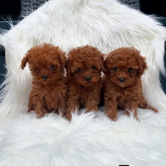 Той пуделькі дівчина і хлопчці :