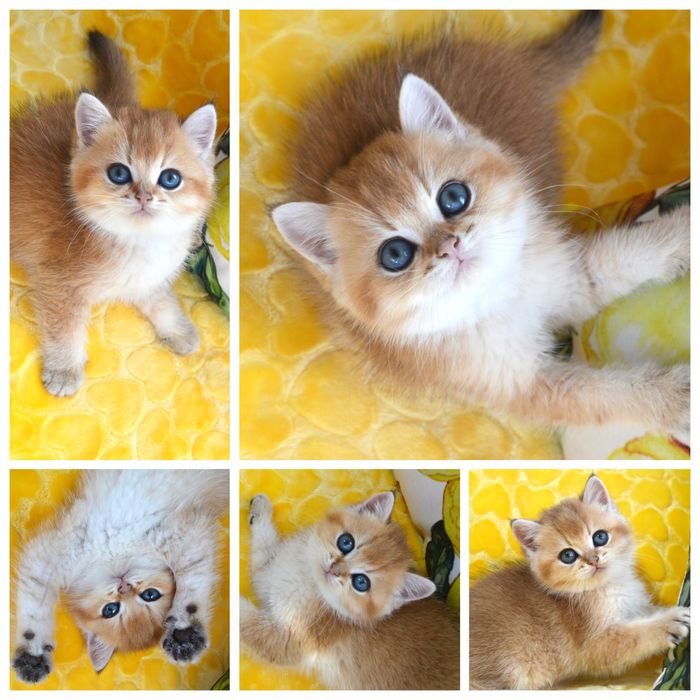 Британська золота шиншила кошенята