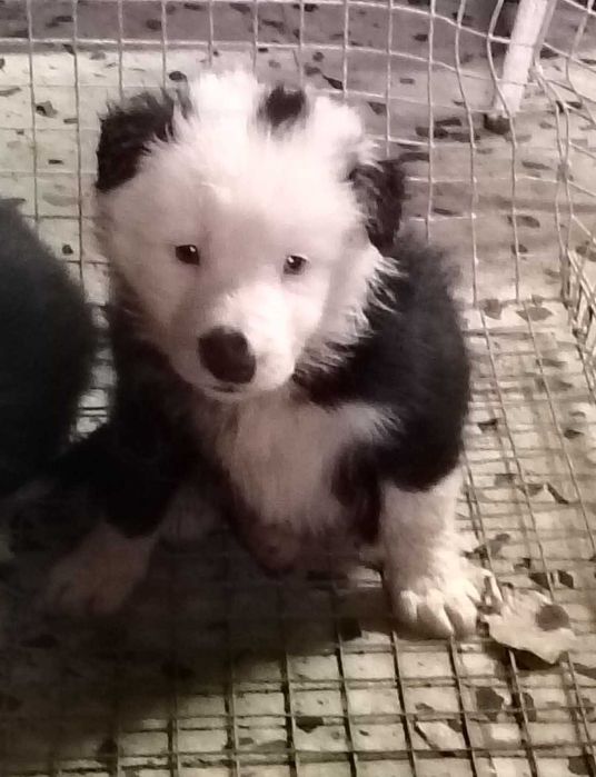 Border collie macho de olhos azuis