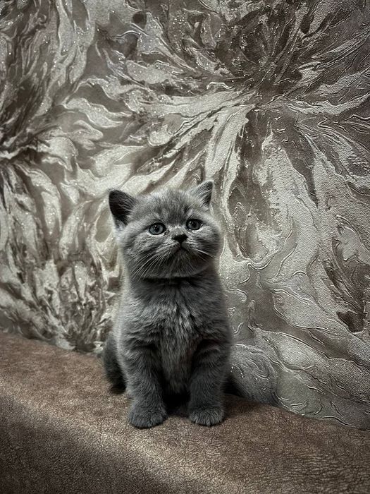 Шотландскій котик