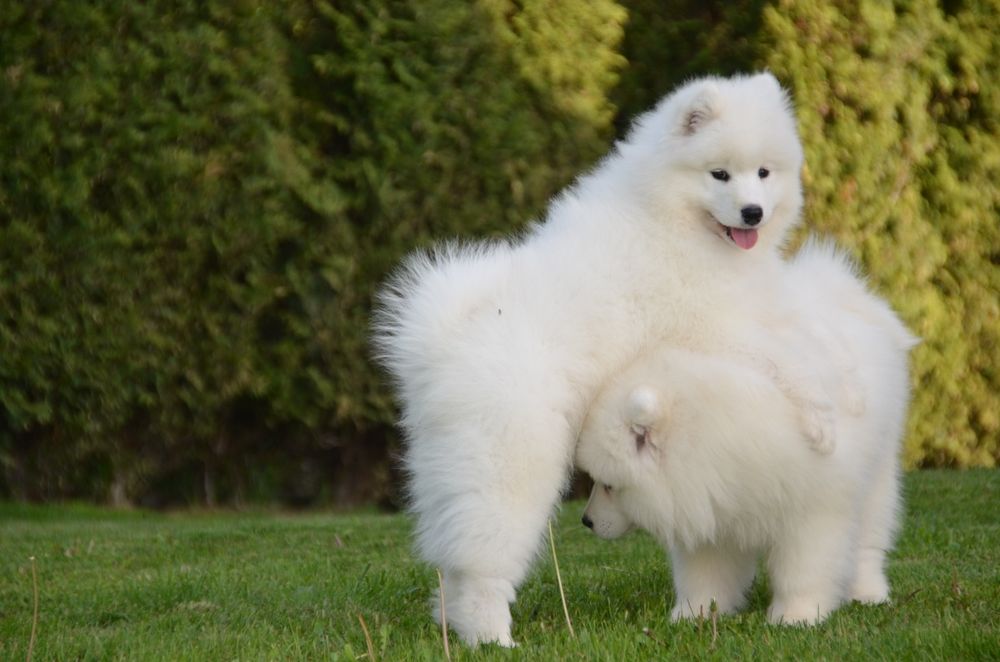 Samoyed ZKwP piesek